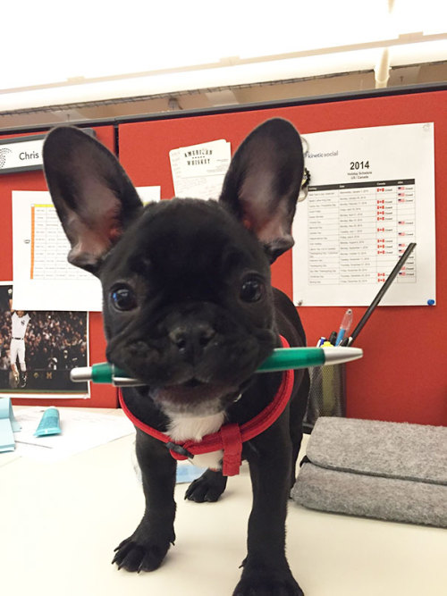 justabigcliche:awesome-picz:Today Is National Take Your Dog To Work Day.Hire them all