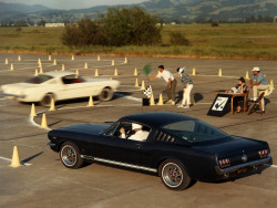 Ford Mustangs