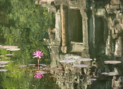 Temple reflected in a pond at Angkor, Cambodia