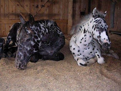 strangebiology: Horses (and a mule) with interesting patterns. Mostly from Horses are Beautiful.