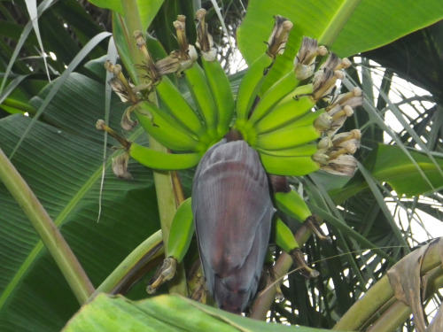 tropicalhomestead:EEEEEE! More bananas!This is the lady finger banana - they’re typically smaller th