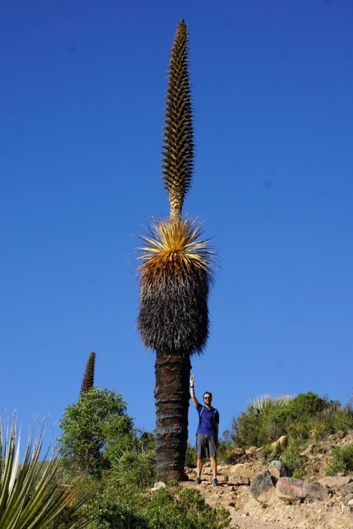 Puya Raimondii  When we decided to take a detour from the main roads to visit the Puya Raimondii pla