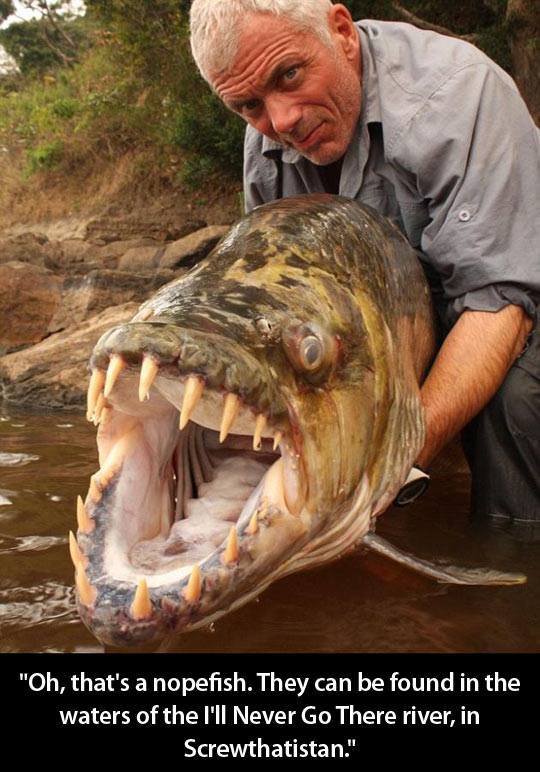 lemonade-cat:
“ That nopefish looks exactly like an old white guy.
”