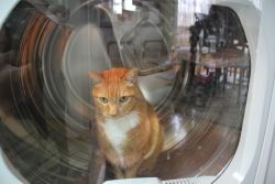 penguinlass:  awwww-cute:  He jumped in and meowed until i closed the door, maybe he thinks he is going in to space  Ground control to major Tom 