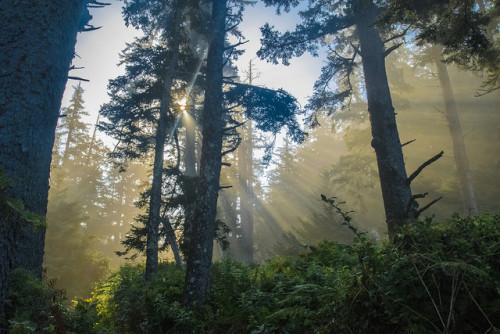 morning fog by eloikarozendaal on Flickr.