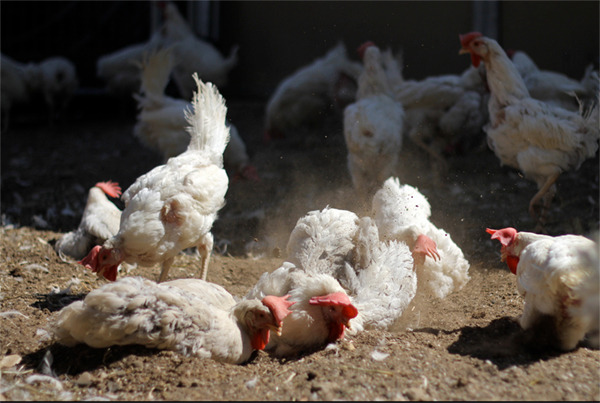 animalplace:  For two years, these hens have desperately wanted to dust-bathe and