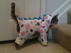 kittehkats:  cat wearing dinosaur jammies