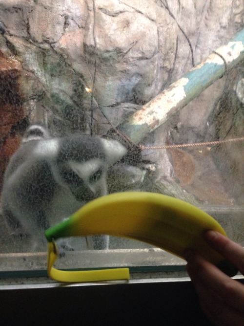 sunnybutte:@pomeraniankin ’s banana coin purse was very popular at the zoo today…