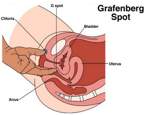 Female g spot diagram