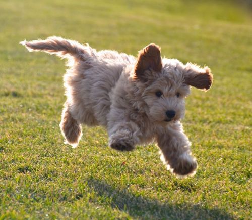 dynastylnoire:  chuchichaschtli:  My friend sent me the cutest photo today! Not sure whose puppy this is but he is ADORABLE!  FLUFFY DOG! 