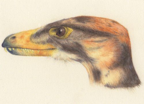 “Study of Velociraptor mongoliensis” / Watercolour and colour pencils on paper, 6 x 8,3 cm / © Josep