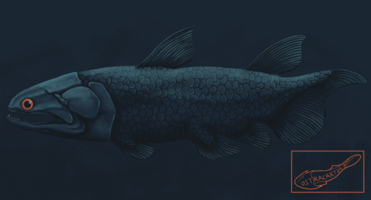 ostracartderms:[Image description:  A digital illustration of Gavinia syntrips, an