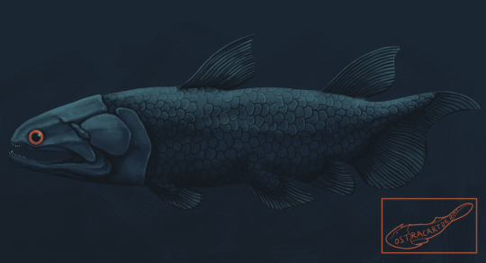 ostracartderms:[Image description:  A digital illustration of Gavinia syntrips, an early coelacanth. The fish is greyish blue, with an orange eye]