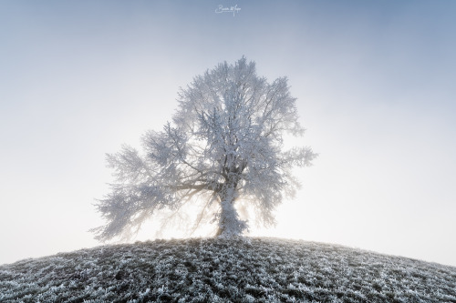 White tree