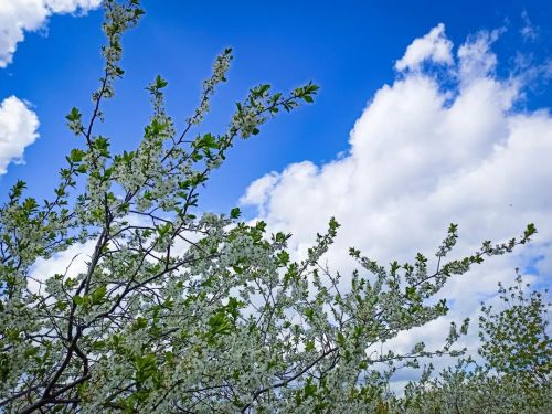 Цветущая вишня #beautiful #flowers #trees #green #blooming #spring #sky #clouds #cherryblossom #cher