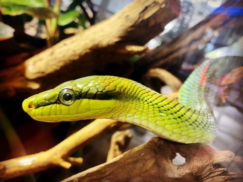 Snake 🐍  (at California Academy of Sciences) https://www.instagram.com/p/B4bf41wArfJ/?igshid=1m0ikv947nrv5