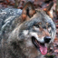 wolfmuttthing
