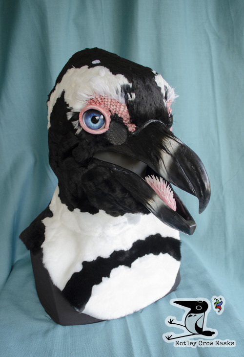 An african penguin mask - commissioned, not for sale. Features punched feathers on the eyebrows, and