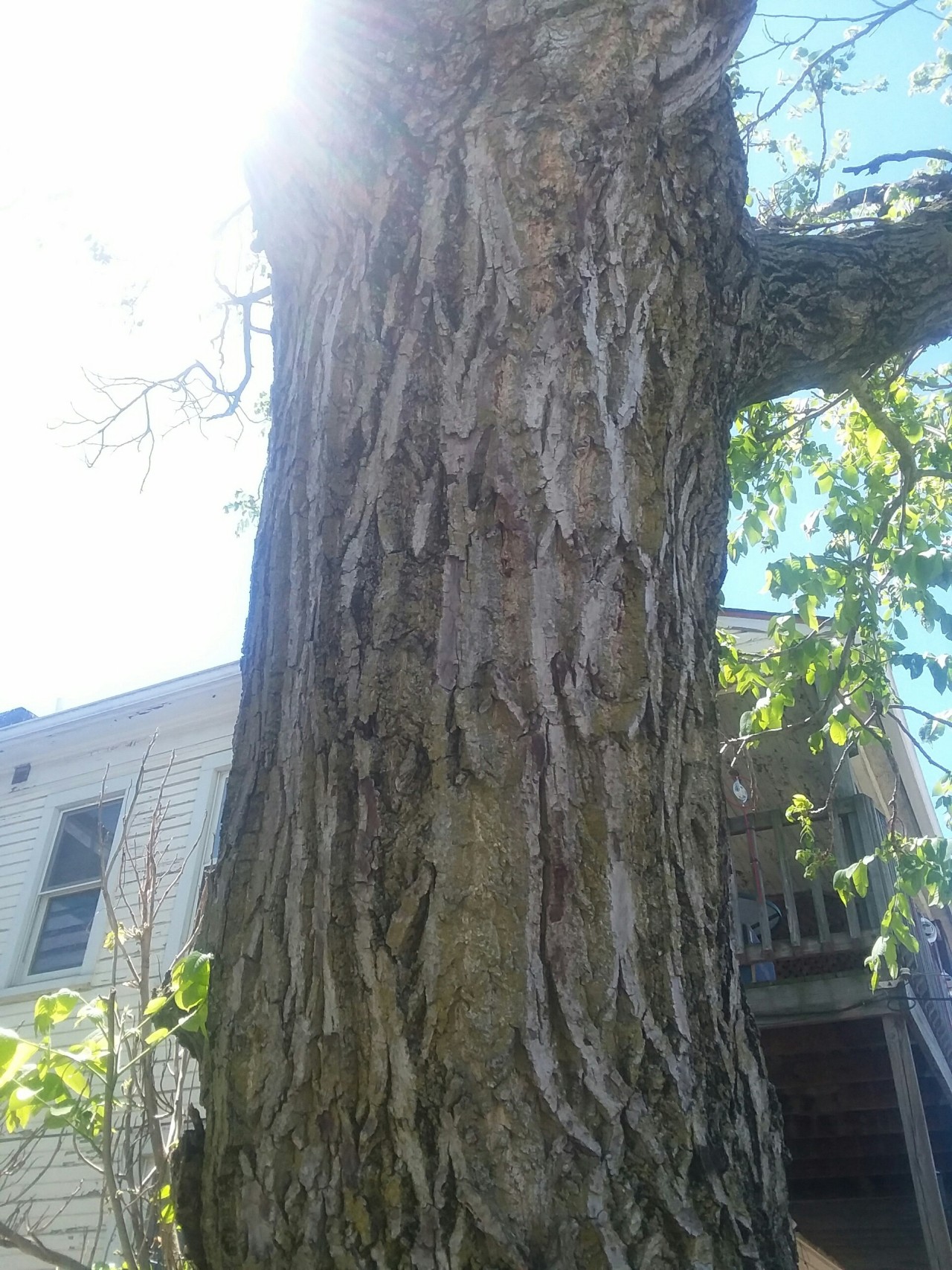 Juglans Tumblr Posts Tumbral Com Juglans Tumblr Posts Tumbral Com