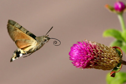 sixpenceee:  The following are Hummingbird hawk-moths. They beat their wings at such speed they emit an audible hum. Their name is further derived from their similar feeding patterns to hummingbirds. They’re found in Britain all summer long, especially