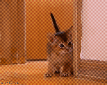 tumblr_nmewqe68Oo1qz9wlpo1_400.gifv