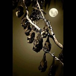 #Hangingout #Bats #Moon #Night #Sleeptight