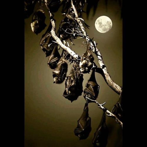 #hangingout #bats #moon #night #sleeptight