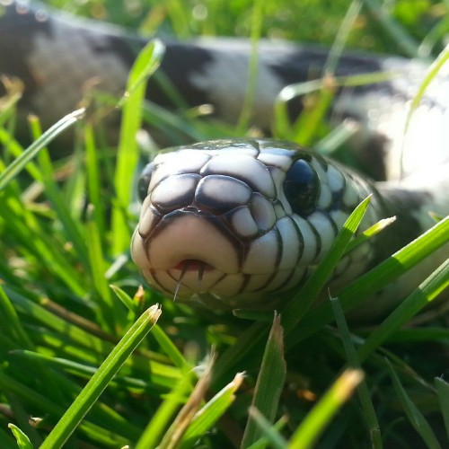 snoots-and-boops:Reason #276 You need a California king snake.