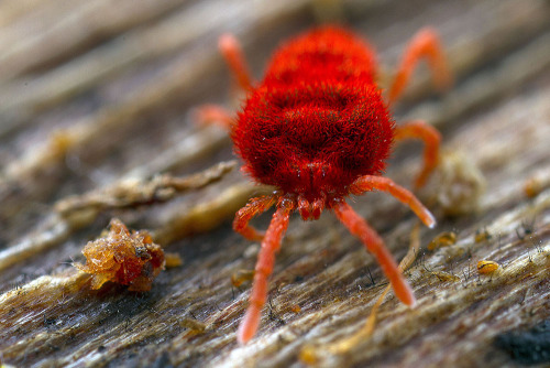 Red Velvet Cupcakes. Or. Red Velvet Mites. You Choose&hellip;Mites are among the oldest and most num