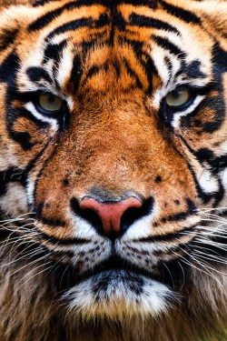 Brazenbvll:  Tiger | Ismael Jordá