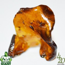 jasper420culture:  We just published a new review of this delicious #champagneshatter that we got from @jollygreengiantdelivery where we can always expect #TopShelf quality. Read the review at 420-culture.com/reviews/extracts/champagne - Nothing beats