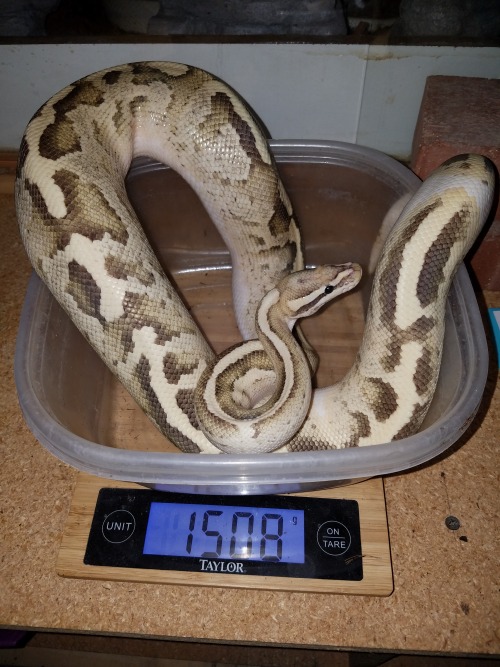wheremyscalesslither:All the adult ball pythons on weight day. everyone is over 1k!EVEN HELIOS WHICH