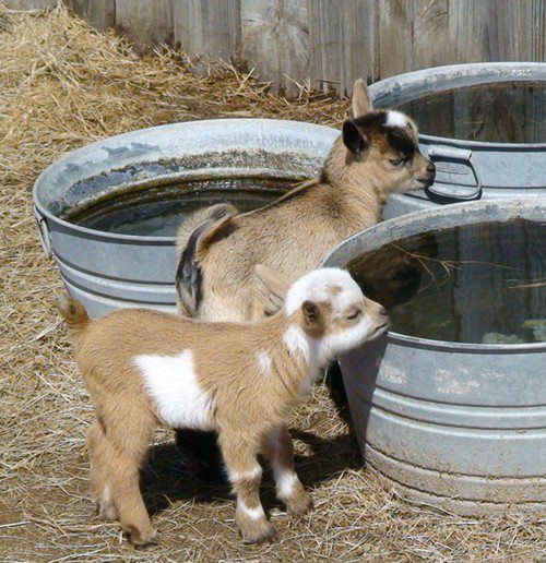 cutestofthecute:  (via)