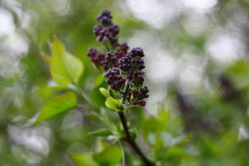 Syringa vulgaris.