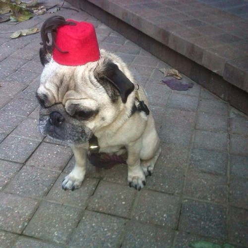 ilovepugs4ever:  Follow Dog Quotes.