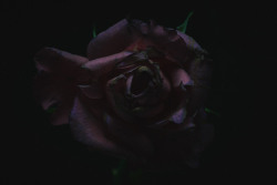 chrisstokesphotography:Dead Rose, 2015Work