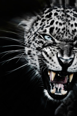 airemoderne:Very Angry by ©Paul Keates 