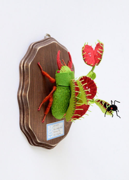 bughaze:88floors:Venus Anttrap Beetle by Hine Mizushima amazing mounted venus