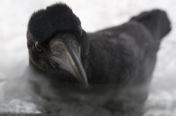 arliss:  ravensbeak: Playful Ravens by Mika Honkalinna Playful? They look like a jury. 