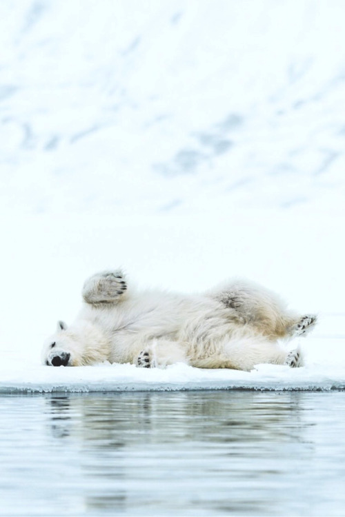 lsleofskye:Enjoying life on the ice edge | linakayserLocation: Svalbard and Jan Mayen, Norway