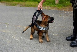 awwww-cute:  Boston police K-9 tries on his vest that he will grow into 
