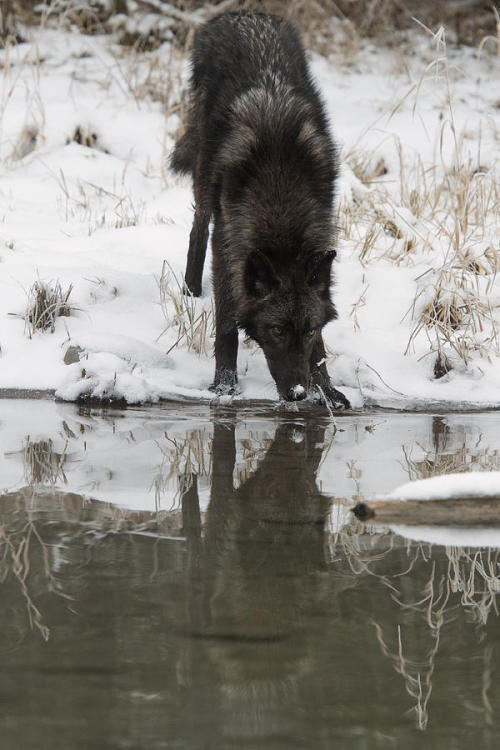 nature-planet: Lone Black Wolf by Jeannette Katzir