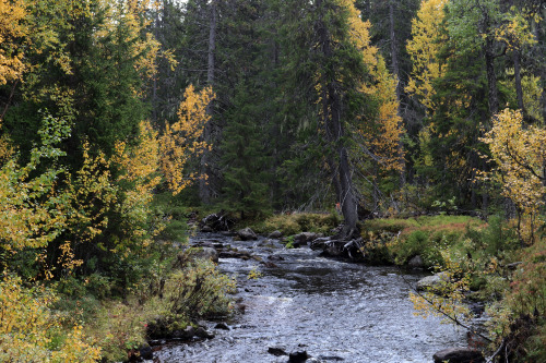 Yxingån and surrounding forest. Vedungsfjällen nature reserve in Dalarna, Sweden.