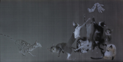 Shen Ning aka 沈宁 (Chinese, b. 1976, Xuzhou, Jiangsu, China) - 风云 (Feng Yun) +details 1-5, 2011  Chin