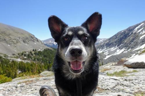Dope Dog Gifs