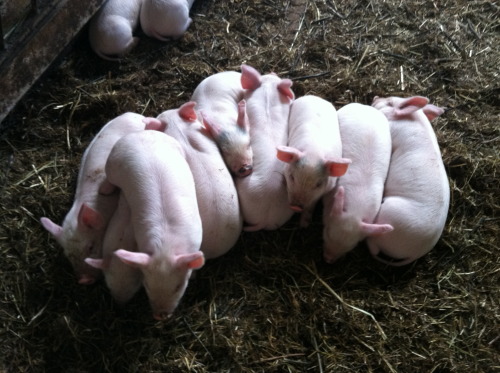 What cute little piglets, snuggled up in a row!