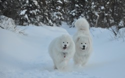 quinnsamoyed:  Kody and Quinn playing on the trail Sunday afternoon 