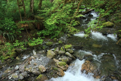 burningmine:Baker Lake Trail, June 2020