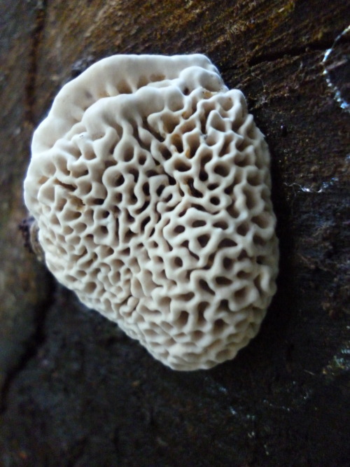 growthemedicine:A few shots of some of the incredible mushrooms I saw on my hike today. Blessed deco