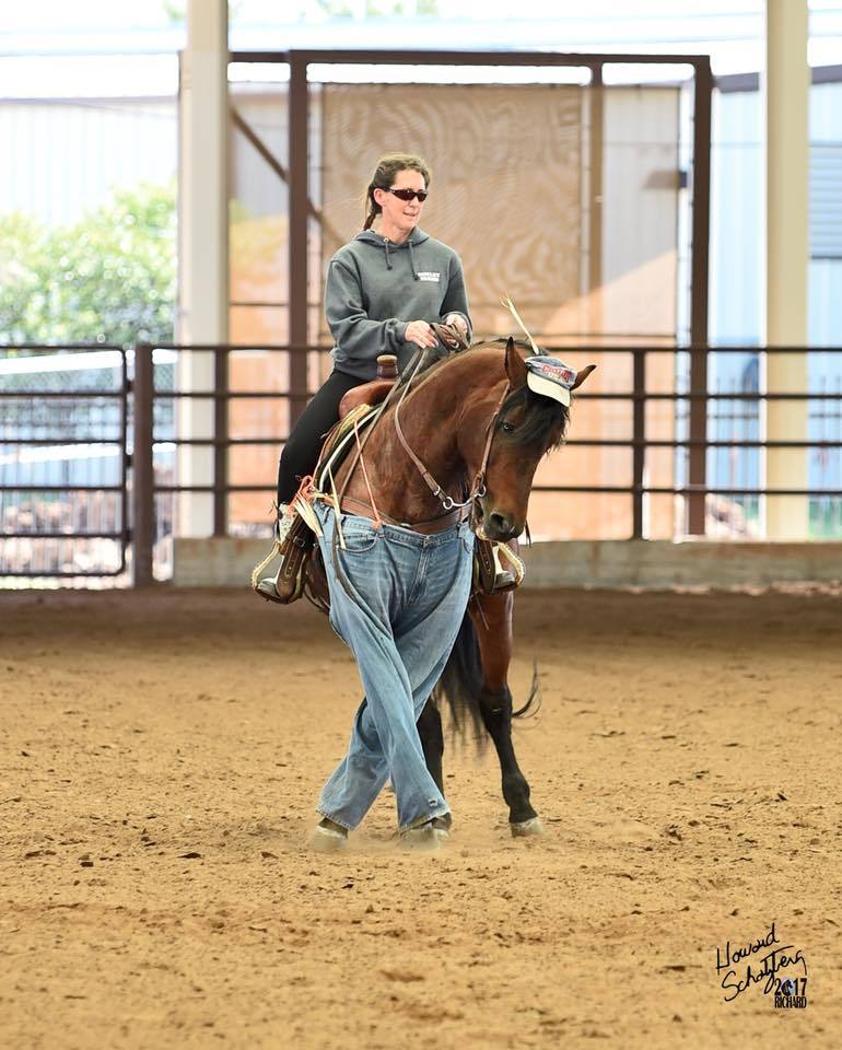 all-the-horses:LittleWood Rio BravadoPrimavera Bravado x Willowrun Hayli Morgan,